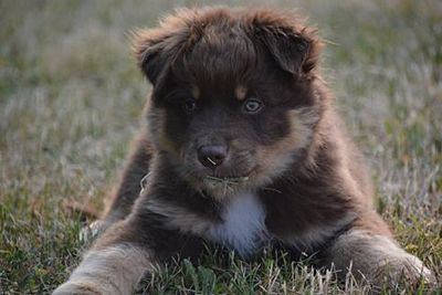 400_buddy