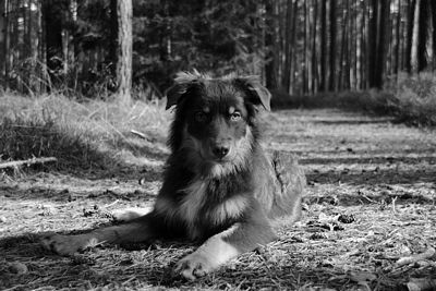 400_buddy3