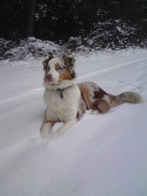 Chilli Schnee2