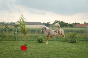 Oh, die Frisbee ist schon unten....