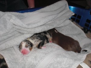 die zwei ersten ein Blue-Merle Mädel und ein Red-Tri Bub