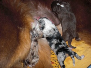 jetzt noch ein red-merle Mädel
