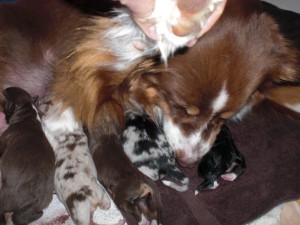 noch ein Red-Tri Bub und ein Black-Tri Mädel
