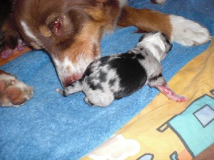 ein Blue-merle Mädel