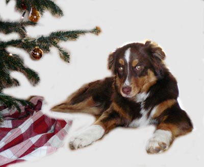 kopie-von-shira_26122007_2.jpg