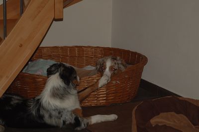 lilly4