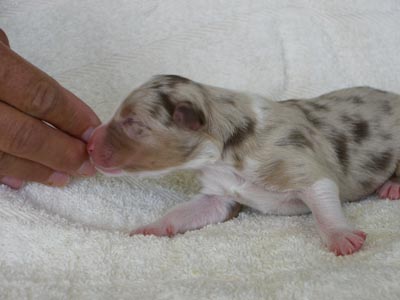 red-merle-welpe.jpg