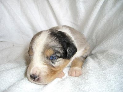 Benji 14 Tage